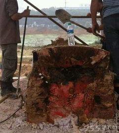 开棺完整版在线观看,揭秘古墓之谜，惊悚悬疑在线大揭秘  第3张